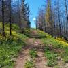 Beautiful wildflowers along the trail.