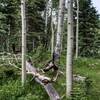 Aspen trees at the fork of the Marion Mine Trail and the St. Charles Trail.