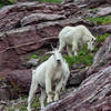 Mountain Goats near Gunsight Pass