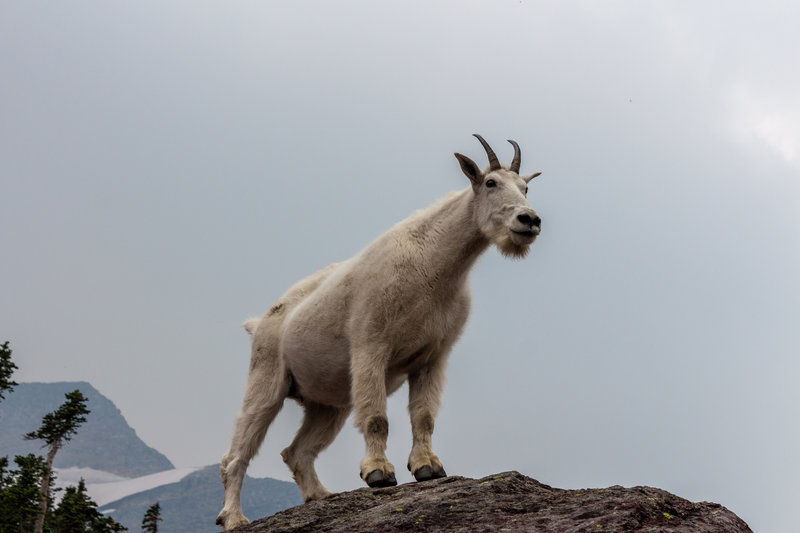 Mountain Goat near Gunsight Pass