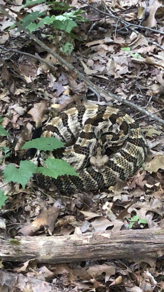 Great short hike. Limited elevation changes. Keep your eyes on the trail as we saw this monster timber rattlesnake on 7/1