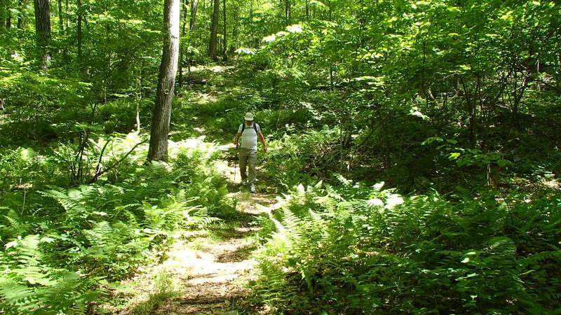 Downhill towards Stony Brook