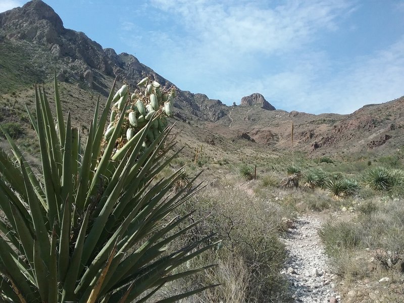 Beginning of trail at Smugglers Pass