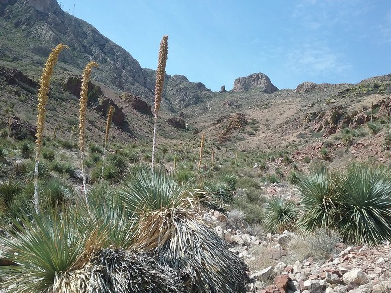 Sotols in bloom and Mammoth Rock