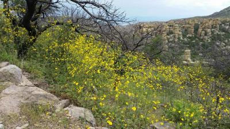 Wildflower in bloom