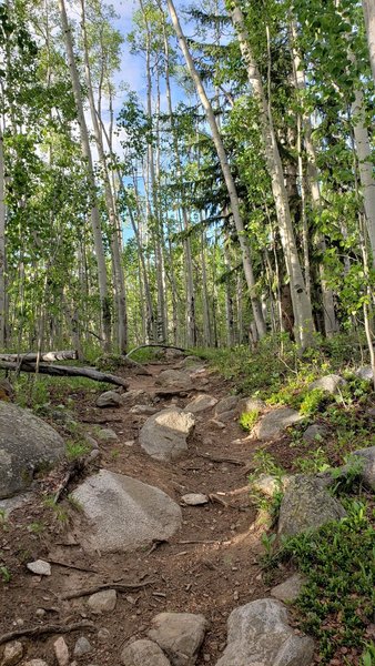 Aspens on the ascent