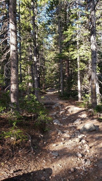 Pines on the trails