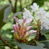 Mountain Laurel