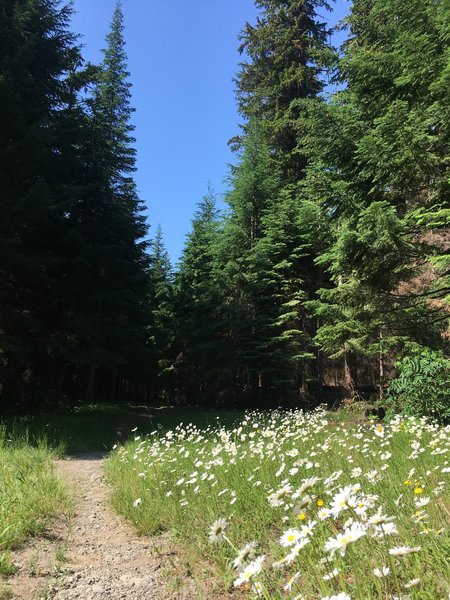 Wildflowers at the trails start