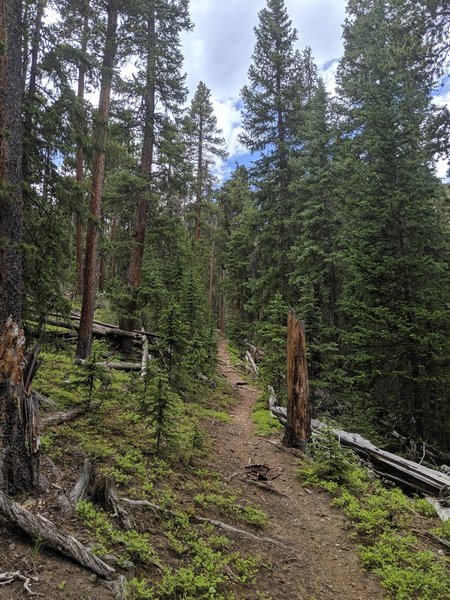 The trail winds in and out of the shaded coniferous forest, shown here in the first few miles