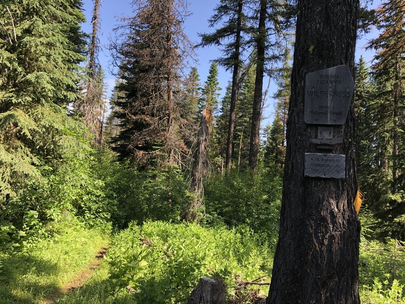 Trailhead trail crossing into the wilderness