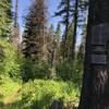 Trailhead trail crossing into the wilderness