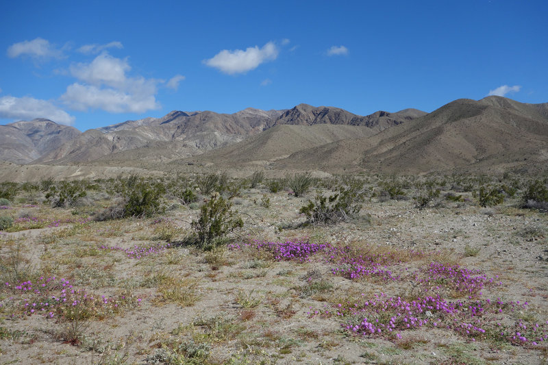 Super bloom of purple sand verbena at the intersectin of Palo Verde Wash and SR-22