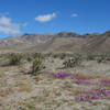 Super bloom of purple sand verbena at the intersectin of Palo Verde Wash and SR-22