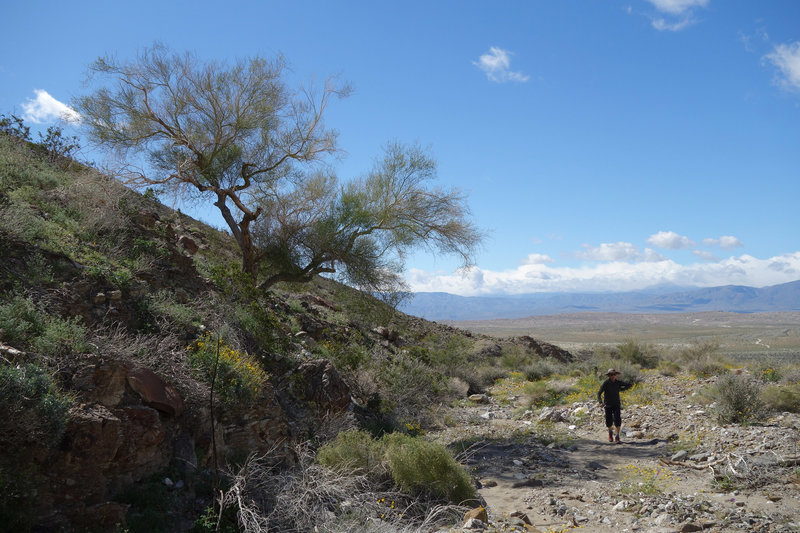 Palo Verde tree near where trail heads up the rocks