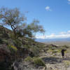 Palo Verde tree near where trail heads up the rocks