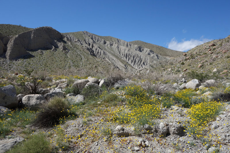 Super bloom in Smoke Tree Canyon