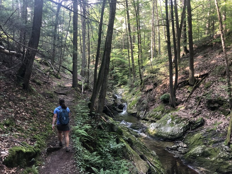 Hiking Along Spruce Brook