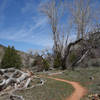 Singletrack though Kolob Canyon