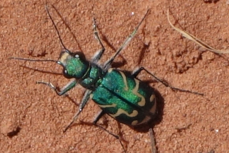 Green insect in Kolob Canyon