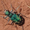 Green insect in Kolob Canyon