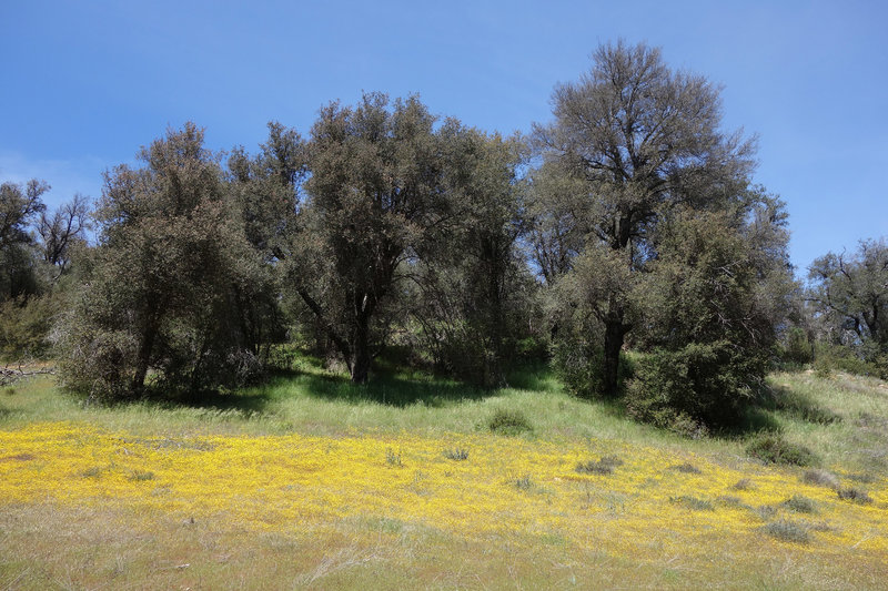 Burst of yellow in Cuyamaca Rancho SP after a wet winter.
