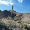 Agave in bloom