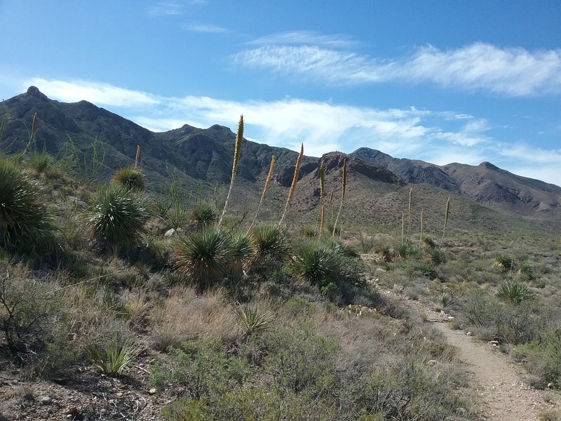 Looking South on the trail