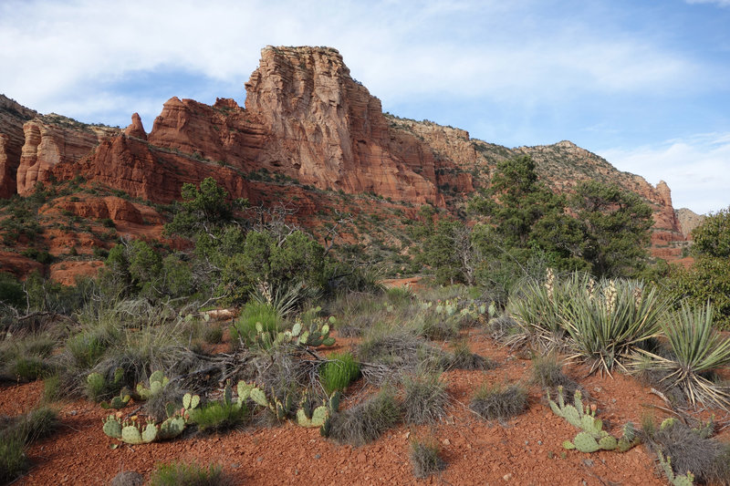 Cactus and agave on the Courthouse Butte loop