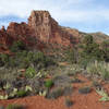 Cactus and agave on the Courthouse Butte loop