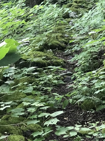 Overgrown trail but easily navigated