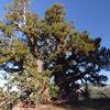 Giant Sequoia tree - an unexpected gem.