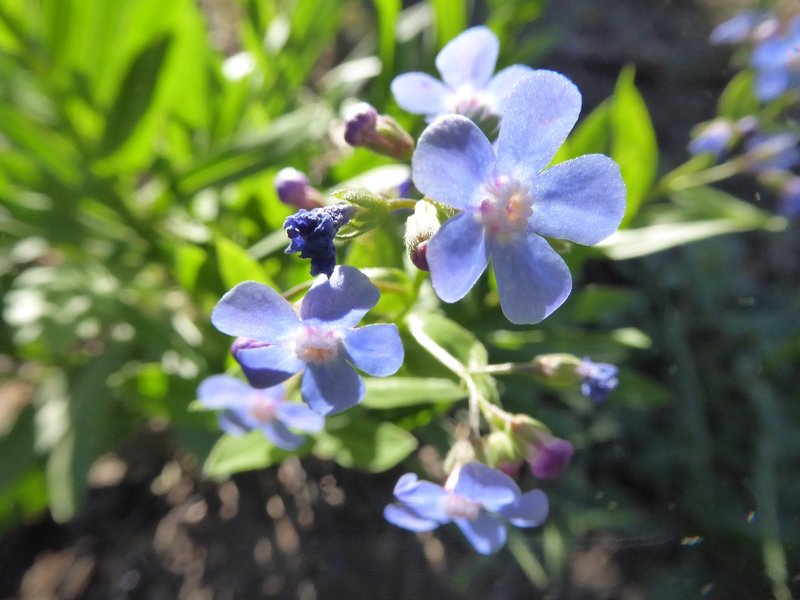 Purple strickweed colors this hike.