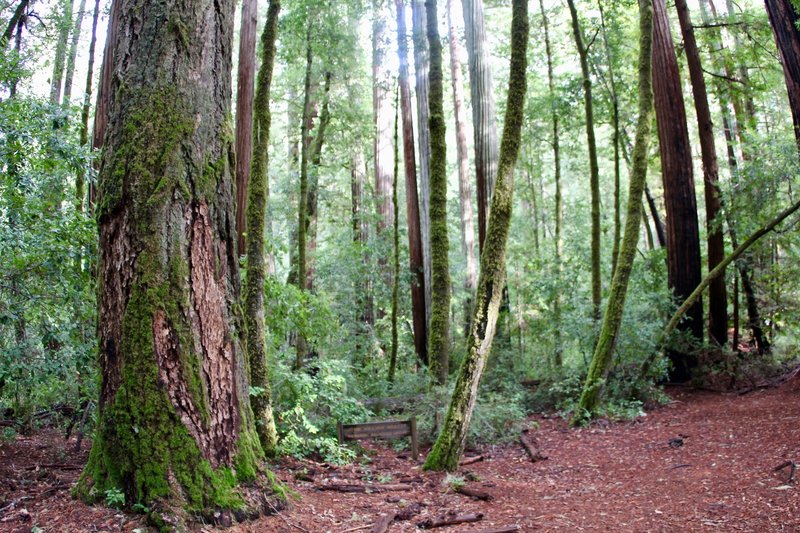 John William Abbott Memorial Redwood Grove