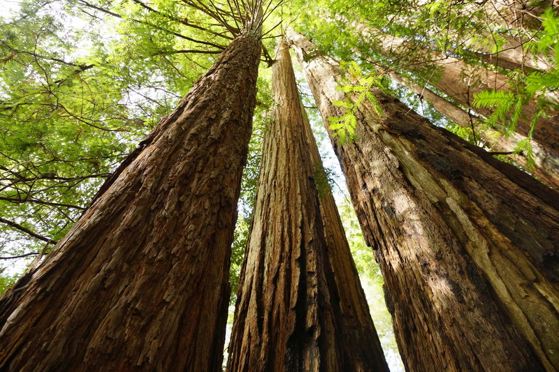 Redwoods State Park