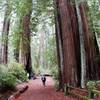 Redwood Loop Trail, Big Basin Redwoods