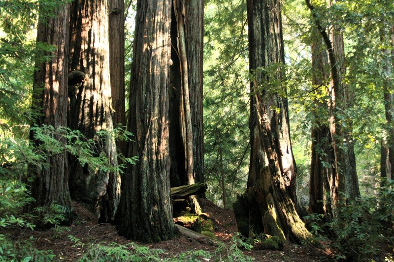 Redwood at eye level
