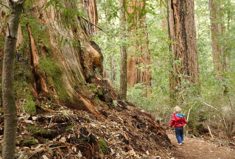 Redwoods State Park