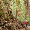 Redwoods State Park