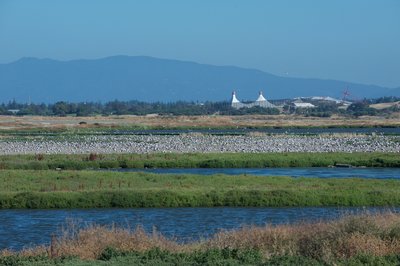 Hundreds of gulls nest and rest on a small island in Adobe Creek.