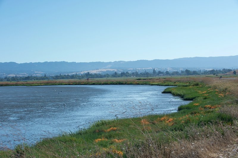 When the tide is out, birds of all types can be seen feeding in the mud. The trail follows Adobe Creek and the Charleston Slough. You can see Windy Hill off in the distance in the Santa Cruz Mountains.