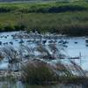 Pelicans, along with other species of birds, rest in Adobe Creek. While they are sleeping and resting here, you can see them flying around as they hunt throughout the day.