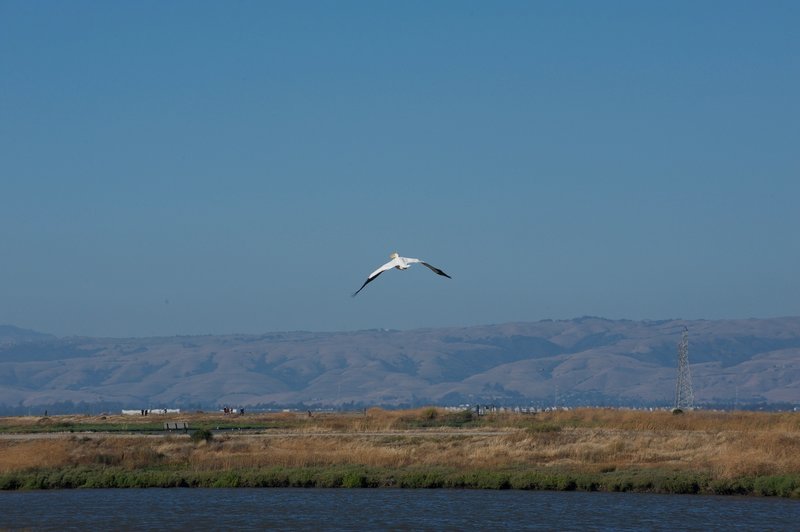 A pelican flies above Adobe Creek as it goes out to look for food.