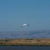 A pelican flies above Adobe Creek as it goes out to look for food.