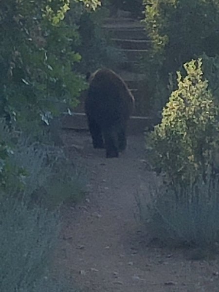 Bear blocking the trail!