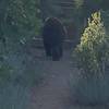 Bear blocking the trail!