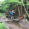 There are some fun trail obstacles at Chestnut Ridge Park.