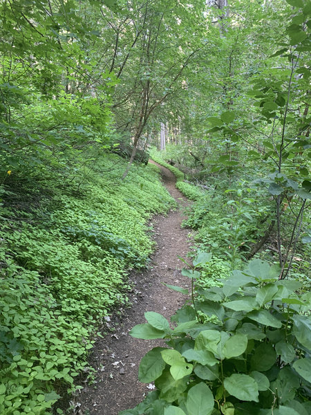 Beirdneau Trail