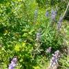 Lupine and other wildflowers line the lower reaches of the Cabin Trail.