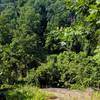 Smaller overlook along the Patapsco Thru Trail east of the Woodstock Overlook.